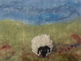 A Wee Sheep.jpg